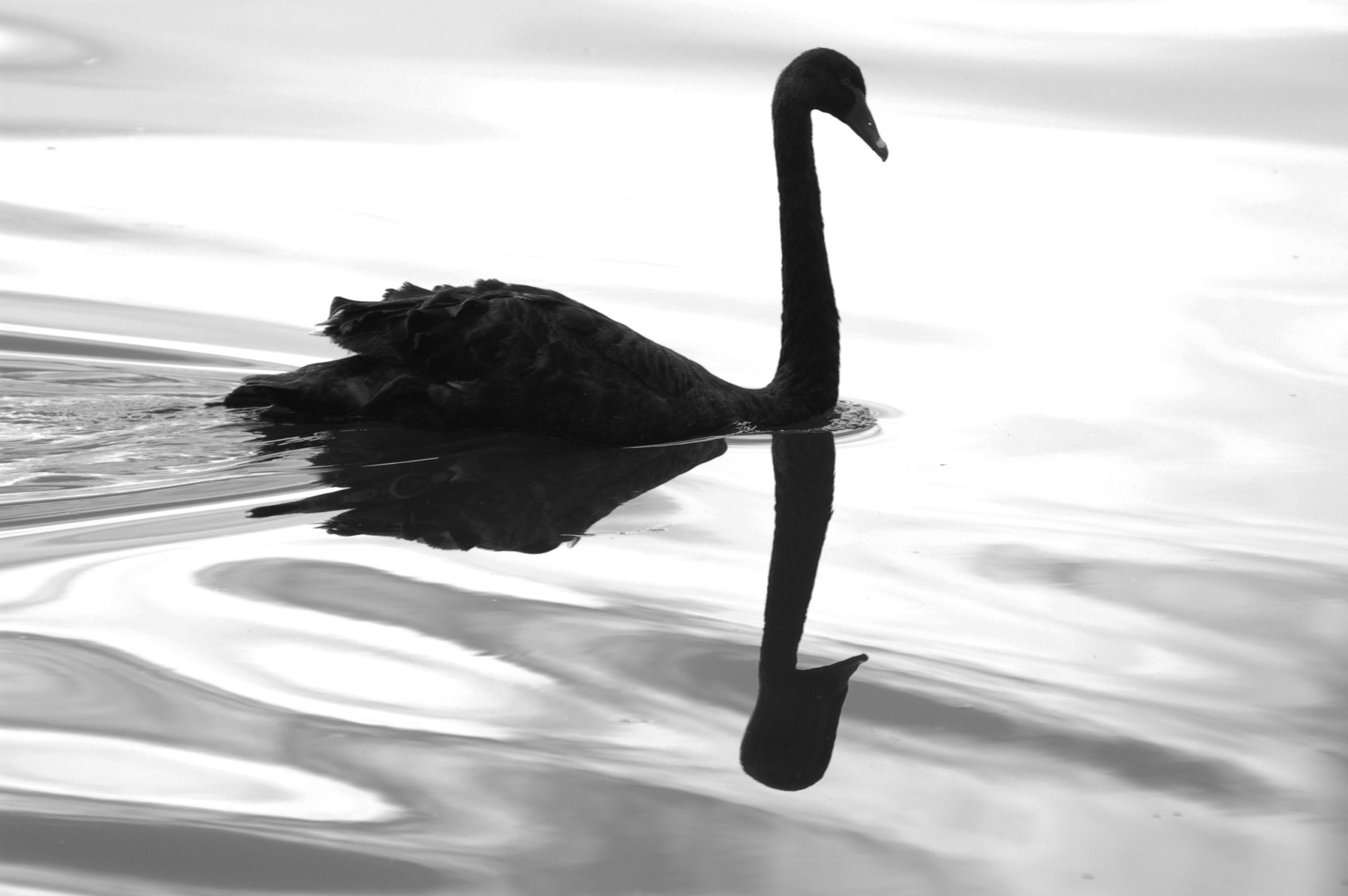 Are you ready for the next Black Swan?